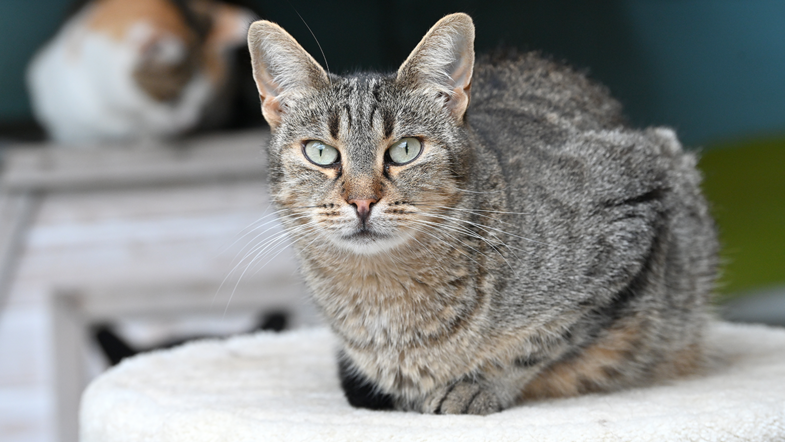 École du chat de Clichy